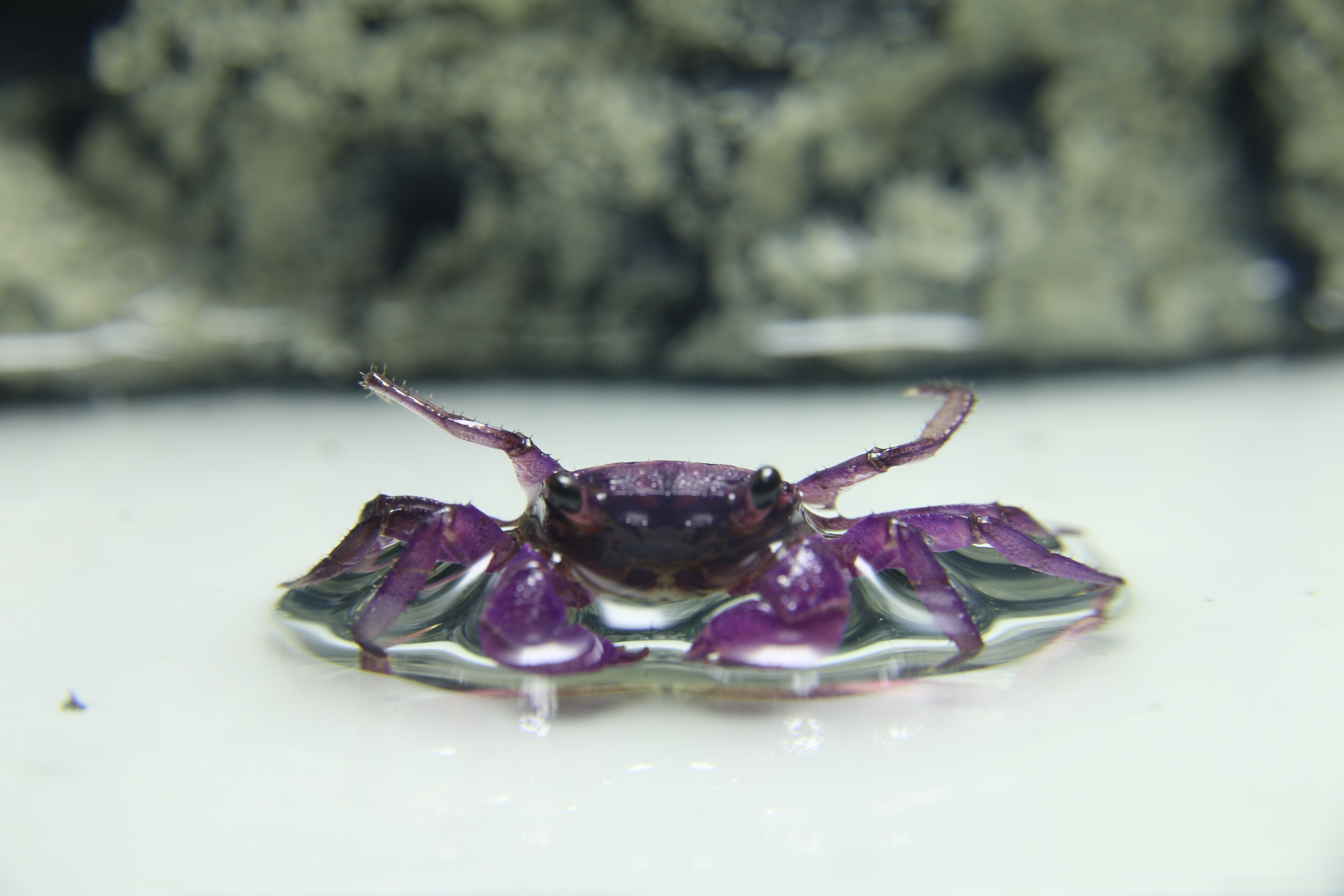 Geosesarma sp.lavendel  Vampierkrab